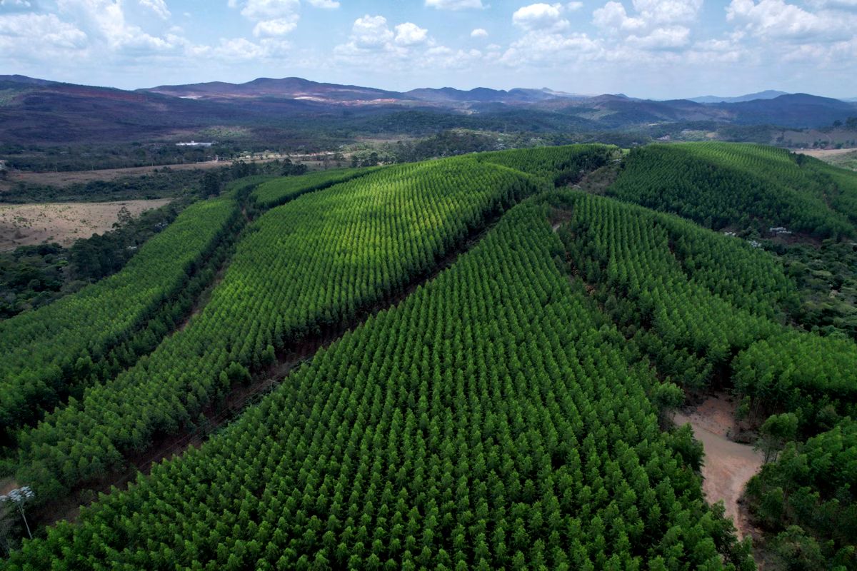 Fazenda de eucaliptos em Alvinópolis, região Central de Minas.
Foto: Fred Magno / O Tempo