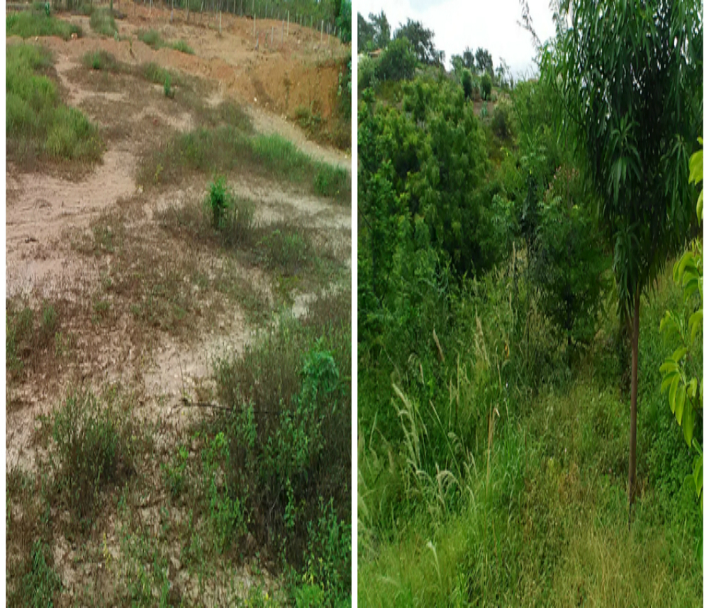 O antes e o depois da área degradada e, agora, recuperada em Araçuaí, no Território Médio e Baixo Jequitinhonha (Divulgação/Emater-MG)