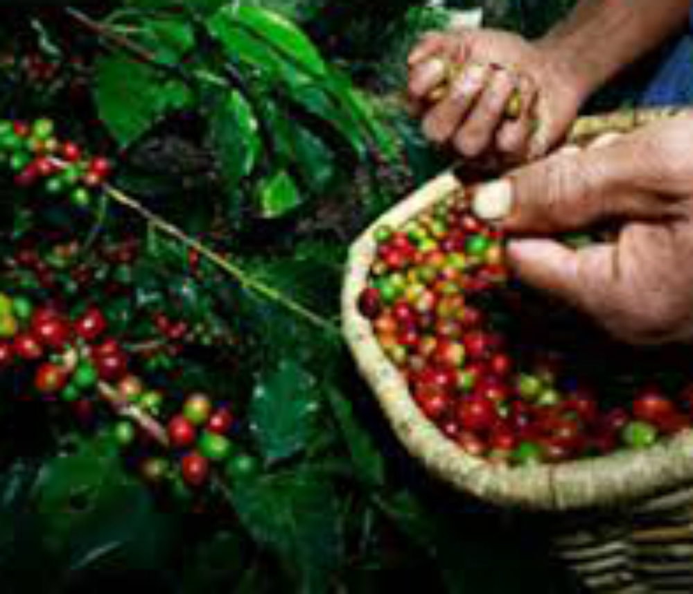 O volume de café comercializado foi de 12,7 milhões de sacas (Divulgação/Seapa)