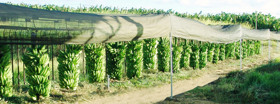 A banana Prata-Anã é a mais produzida em Minas Gerais (Divulgação Fazenda Triunfo)