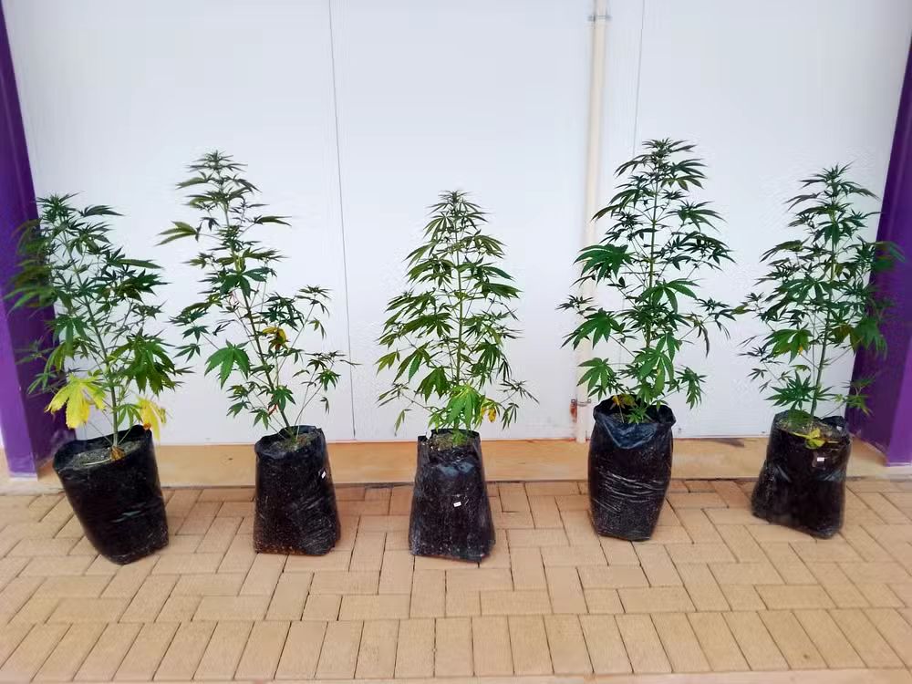 O crescimento rápido, com produção de flores em cerca de cinco meses, permite que a cannabis seja cultivada em rotação com soja — Foto: UFV/ Divulgação