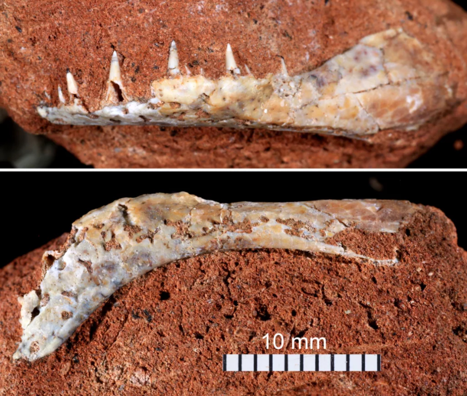 Mandíbula do novo peixe fóssil de Campina Verde, Britosteus amarildoi, em vista lateral esquerda (acima) e em vista ventral (abaixo) Foto: Agustín Martinelli