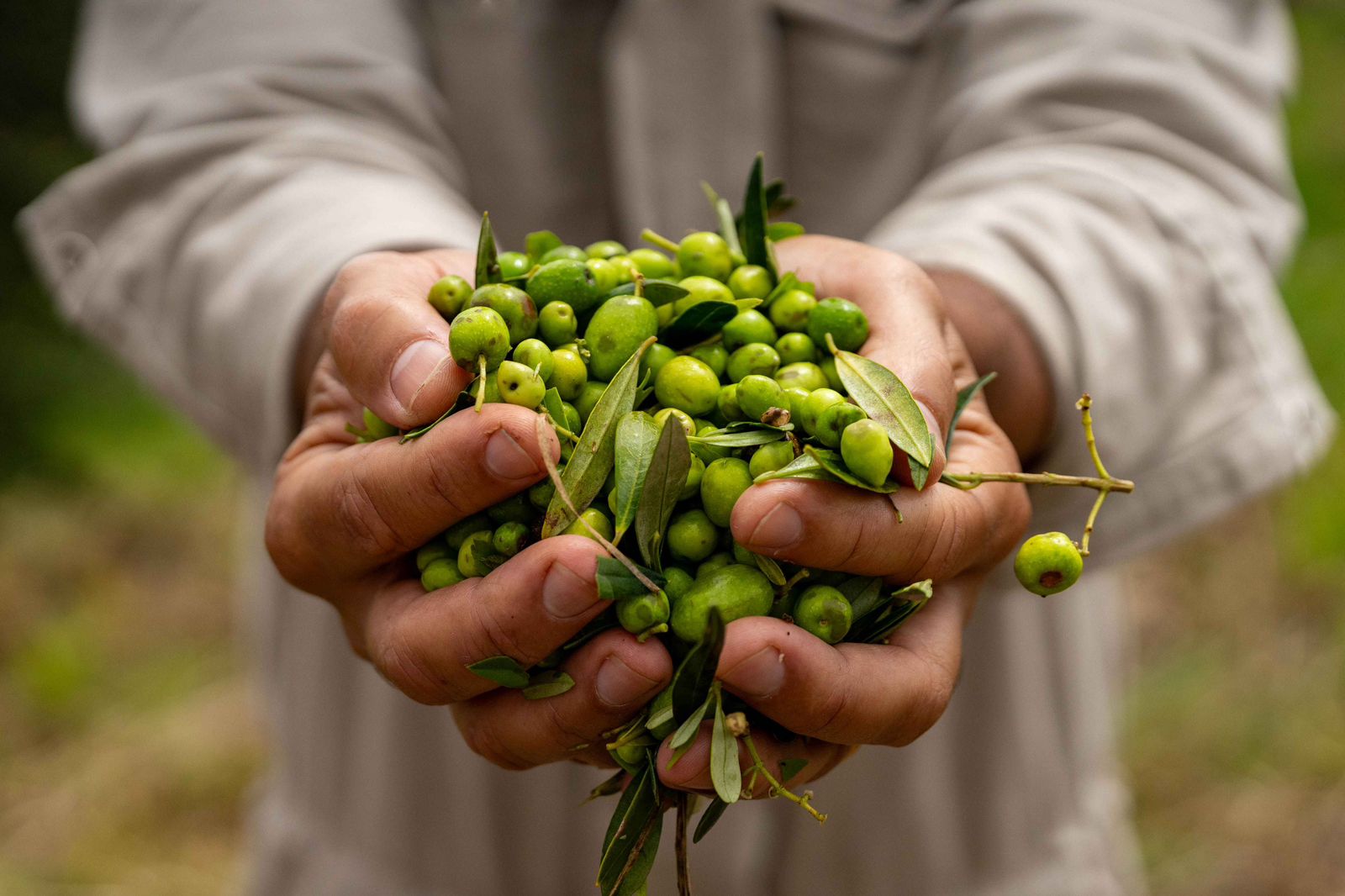 Colheita da produção do Azeite Mantikir, na Fazenda Tuiuva, em Maria da Fé, no Sul de Minas. (Foto: divulgação/Mantikir)